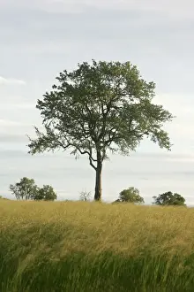 Leadwood Tree - Hwange National Park, Zimbabwe, Africa