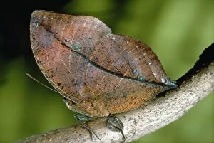 Images Dated 22nd December 2008: Leaf Butterfly