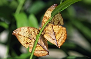 Images Dated 24th August 2006: Leaf Butterfly Costa Rica