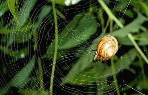 Sheltering Collection: Leaf-curling spider - using snail shell as retreat at centre of web