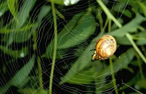 Shell Prints: Leaf-curling spider - using snail shell as retreat at centre of web