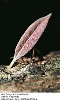 Atta Gallery: Leaf-Cutter Ant