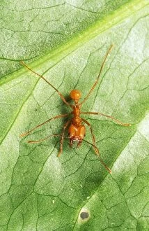 Leaf-Cutter ANT