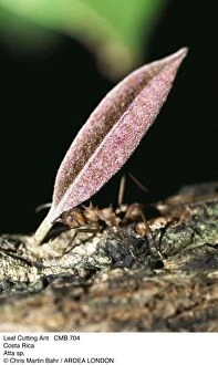 Atta Gallery: Leaf-Cutter Ant - carrying leaf