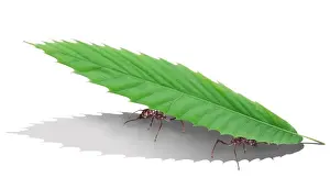Ants Prints: Leaf Cutter Ant - carrying leaf MANIPULATED IMAGE
