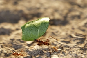 Images Dated 7th September 2006: Leaf-cutter Ant Lake Sandoval Amazon Peru
