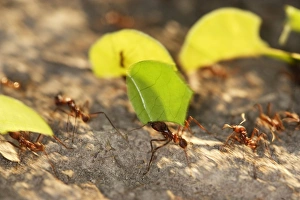 Images Dated 7th September 2006: Leaf-cutter Ant Lake Sandoval Amazon Peru