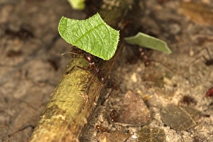 Images Dated 7th September 2006: Leaf-cutter Ant Lake Sandoval Amazon Peru