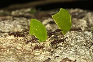 Images Dated 7th September 2006: Leaf-cutter Ant Lake Sandoval Amazon Peru