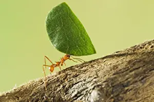 Caribbean Prints: Leaf Cutter Ant - with leaf - Trinidad - controlled conditions 14668