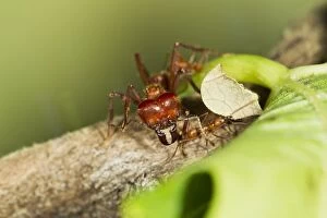 Images Dated 15th September 2011: Leaf Cutter Ant - soilder and worker ants - Trinidad - controlled conditions 14663