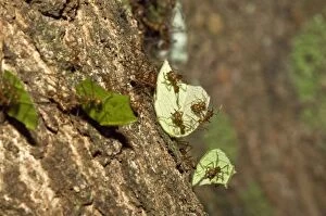 Leaf-cutter Ants - carrying cut leaves back to the nest