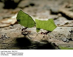 Atta Gallery: LEAF-CUTTER ANTS - carrying leaves