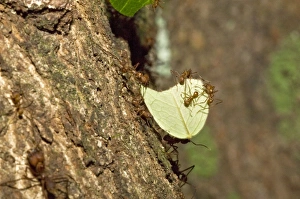 Images Dated 3rd December 2008: Leaf-cutter Ants - soldier ant carrying cut leaf back to the nest - Asa Wright Centre - Trinidad