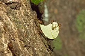 Trinidad Prints: Leaf-cutter Ants - soldier ant carrying cut leaf back to the nest - Asa Wright Centre - Trinidad