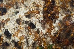 Images Dated 15th September 2011: Leaf Cutter Ants - tending garden in nest - workers - From Trinidad - controlled conditions 14930
