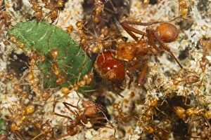 Images Dated 15th September 2011: Leaf Cutter Ants - tending garden in nest - workers and soilder - From Trinidad - controlled