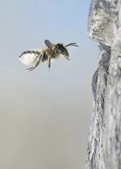 Images Dated 29th June 2009: Leaf cutter bee - flying to nest with pollen