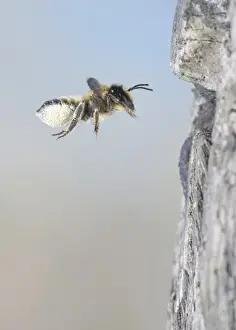 Leaf Cutter Prints: Leaf cutter bee - flying to nest with pollen - Bedfordshire - UK 007450