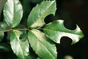 Images Dated 28th July 2004: Leaf-cutter Bee Rose leaf cut by female Leaf Cutter Bee for nest material