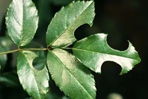 Leaf-cutter Bee Rose leaf cut by female Leaf Cutter Bee for nest material