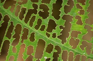 Images Dated 4th November 2008: Leaf - Damaged by insects