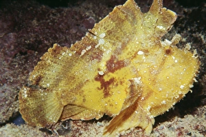 Images Dated 8th November 2010: Leaf Fish - Indo Pacific
