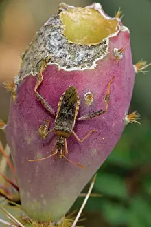 Leaf-footed Bug (Family Coreidae) sucking juices from prickly pear fruit (Opuntia) - Adult - Sonoran Desert - Arizona