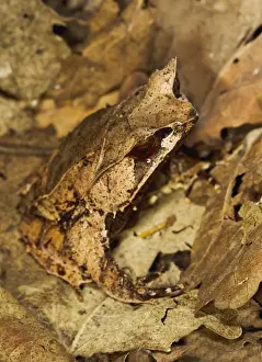 Leaf Frog - close up camouflaged in leaves - controlled conditions 13468