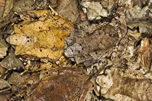 Protection Prints: Leaf Frog - group of five camouflaged in leaves - controlled conditions 13479