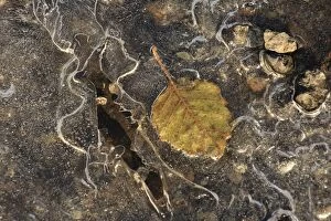 Images Dated 30th September 2014: Leaf in frozen puddle