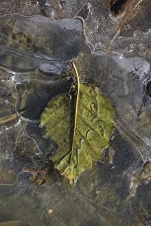Images Dated 30th September 2014: Leaf in frozen puddle