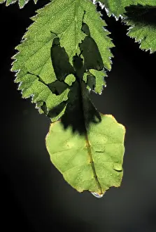 Shadows Prints: Leaf Insect Malaysia