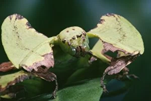 Images Dated 24th January 2006: Leaf Insect Malaysia