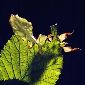 Leaf Insect -X2 on Leaf