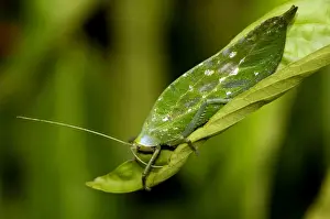 Katydids Prints: A Leaf Katydid feeds on a leaf in undegrowth of primary rainforest in river Danum valley conservation area