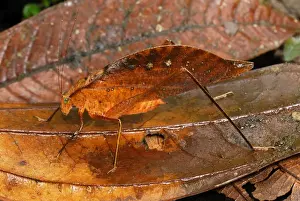 Leaf Litter Prints: Leaf Katydid / Sylvan Katydid - San Cipriano Reserve - Cauca - Colombia