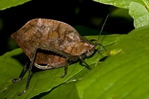 Images Dated 28th August 2011: Leaf Mimic Katydid - camouflaged to look like leaf for defen