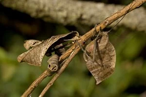 Images Dated 29th August 2011: Leaf Mimic Katydid - camouflaged to look like leaf for defen