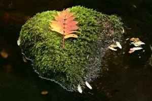 Brook Prints: Leaf on moss colourful leaf on moss covered rock in brook Fulufjaellet National Park