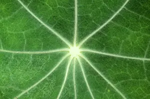 Stars Prints: LEAF - Nasturtium - close up, UK