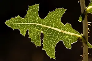 Prickly Prints: Leaf of prickly lettuce (Lactuca serriola) held horizontally