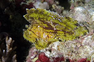 Actinopterygii Gallery: Leaf Scorpionfish - Batu Mandi dive site, Bangka