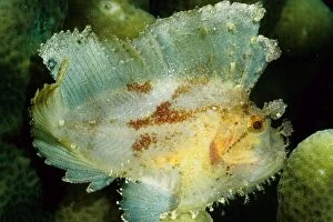 Leaf scorpionfish a camouflage predator that has poisonous spines on its back to defend itself