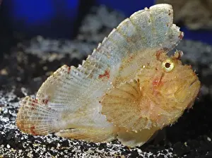 Venomous Animals Prints: Leaf Scorpionfish - Indo-Pacific reefs from East Africa to the Galapagos Islands