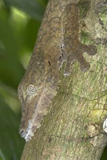 Images Dated 15th October 2006: Leaf-tailed gecko, close up of head on tree. Nosy Mangabe