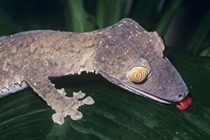 Images Dated 1st March 2006: Leaf-tailed Gecko - drinking forests of the Malagasy Republic. Fam: Gekkonidae