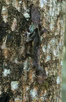 Leaf Tailed Prints: Leaf-tailed Gecko - endemic - Andasibe, Madagascar