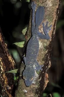 Images Dated 5th July 2004: Leaf-tailed Gecko Endemic, Nosy Mangabe, Madagascar