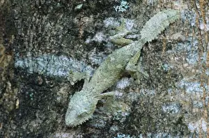 Leaf-tailed Gecko Madagascar